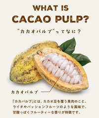 Beegan カカオパルプ＆ハニーソルベ 90cc