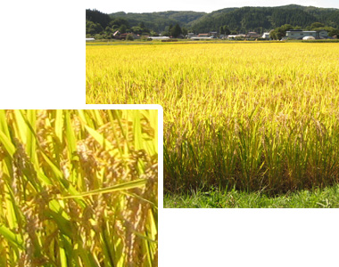 住澤香苗さんの圃場