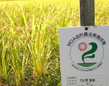 「MOA自然農法」の認定を受けた圃場