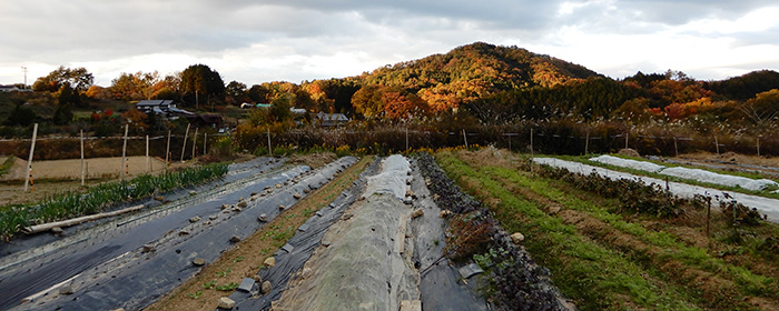 山と山の合間にある里山