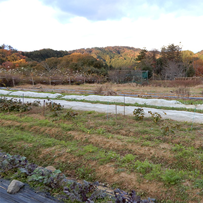 横田家のはたけや2