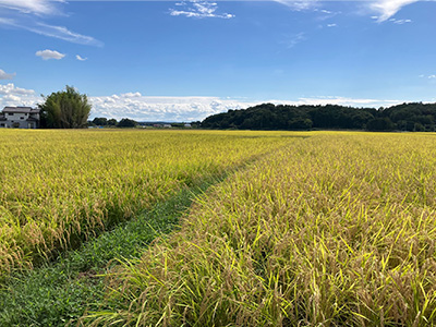 ふんわりと口どけ良く、しっとりと優しい甘さ