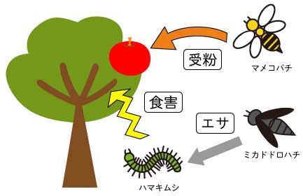 自然な生態系に沿って栽培