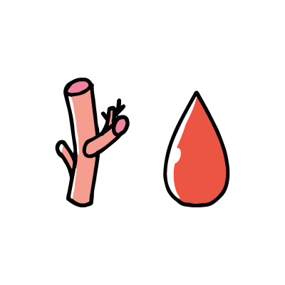 血管・血液