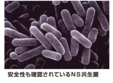 NS乳酸菌は「生きた共生性の大型桿菌(かんきん)