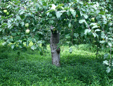 まっかなほんとのりんごは完全農薬不使用りんご栽培