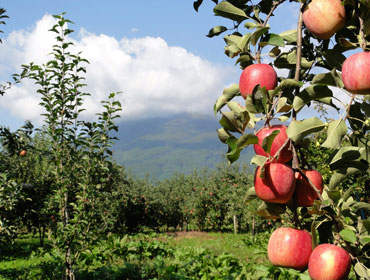 完全農薬不使用りんご栽培のリスク