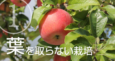まっかなほんと:葉とらず栽培で光合成活発化