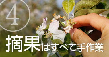まっかなほんと:薬(摘果剤)に頼らず手作業