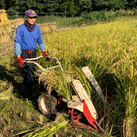 まっかなほんと 青森県産 陸羽（りくう）132号 農薬不使用玄米 5kg