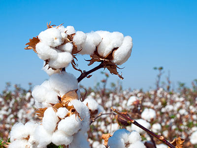 本物のオーガニック素材