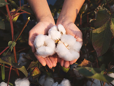 国際認証が必要な理由「ウソのないオーガニック」を保証するために