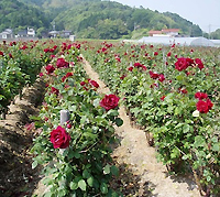 奥出雲薔薇園