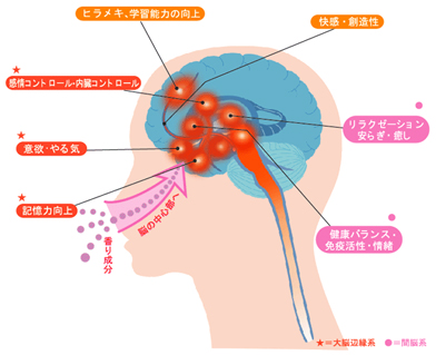 サーキュエッセンス