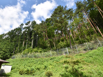 長野県朝日村のカラマツ林