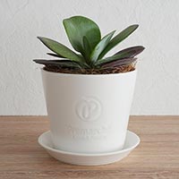 森修焼（しんしゅうやき） プレマルシェロゴ入り植木鉢 本体＆受け皿セット ミルキーホワイト