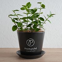 森修焼（しんしゅうやき） プレマルシェロゴ入り植木鉢 本体＆受け皿セット マットブラック