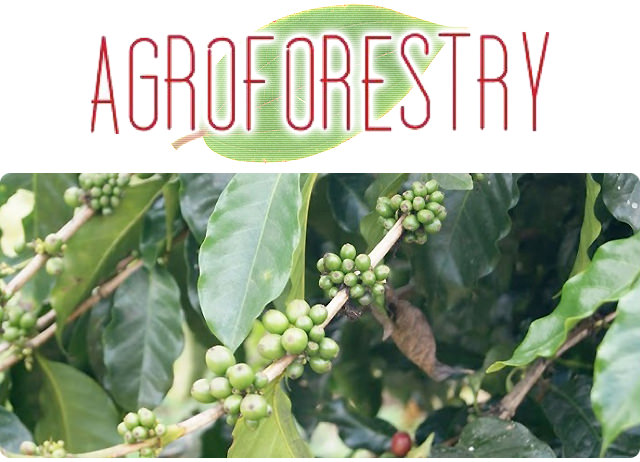 AGROFORESTRY アグロフォレストリー