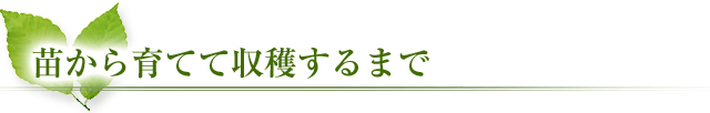 苗から育てて収穫するまで