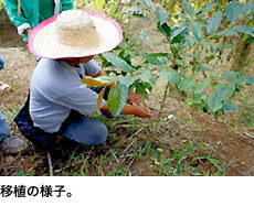 移植の様子。