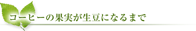 コーヒーの果実が生豆になるまで