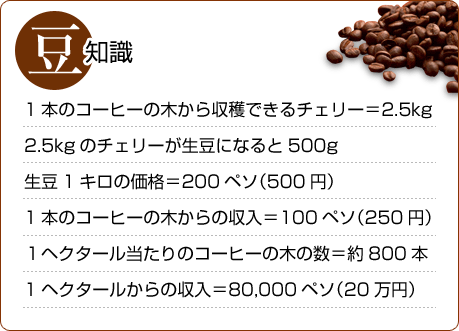 【豆知識】1本のコーヒーの木から収穫できるチェリー=2.5kg 2.5kgのチェリーが生豆になると500g 生豆1キロの価格=200ペソ(500円) 1本のコーヒーの木からの収入=100ペソ(250円) 1ヘクタール当たりのコーヒーの木の数=約800本 1ヘクタールからの収入=80,000ペソ(20万円)