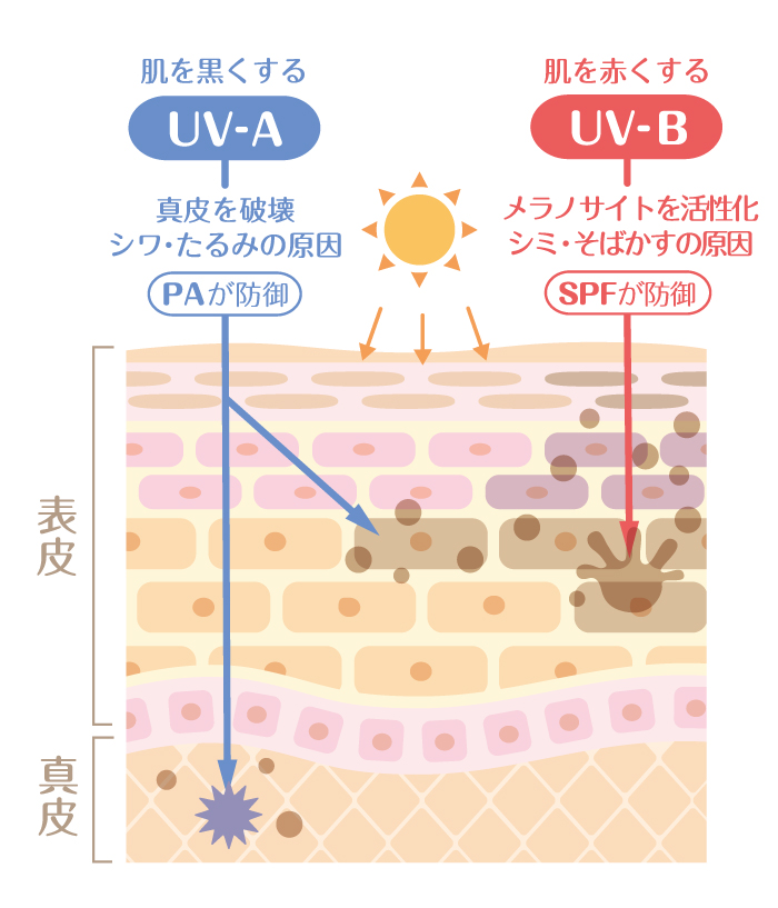 UV-AとUV-Bの説明