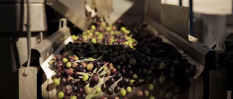 クパージュは3種のオリーブ果実が摘み取り時点で混合しているブ
レンドオイルです