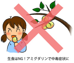 生食はNG!アミグダリンで中毒症状に
