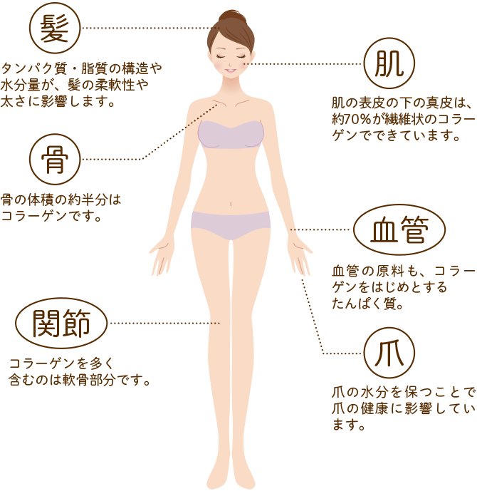 コラーゲンにはどんな役割があるの？